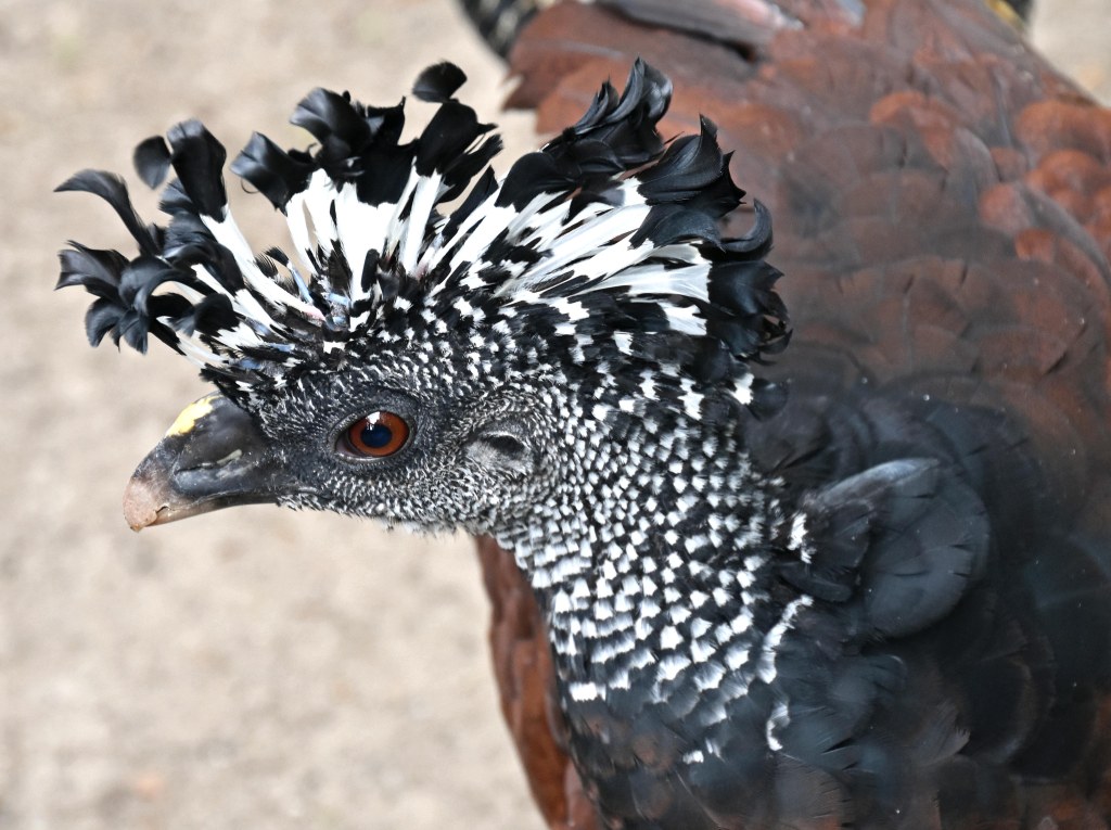 Bare-faced curassow (Crax fasciolata) female
