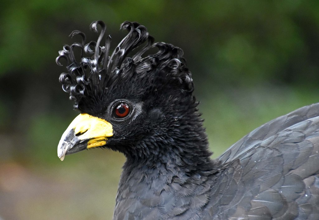 Bare-faced curassow (Crax fasciolata) male I (from Jpeg)