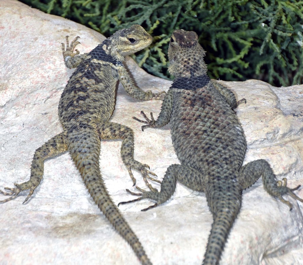 Blue spiny lizards (Sceloporus serrifer)