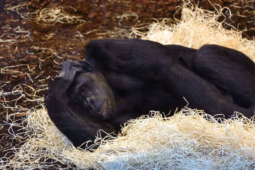 Chimpanzee Berlin Zoo