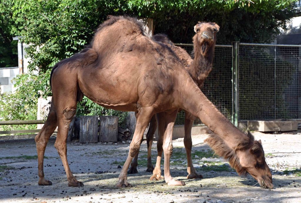 Dromedary or Arabian camel (Camelus dromedarius)