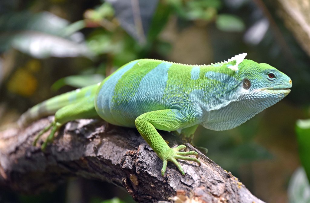 Fiji banded iguana (Brachylophus fasciatus)