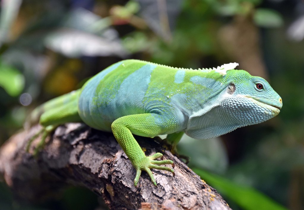 Fiji banded iguana (Brachylophus fasciatus)
