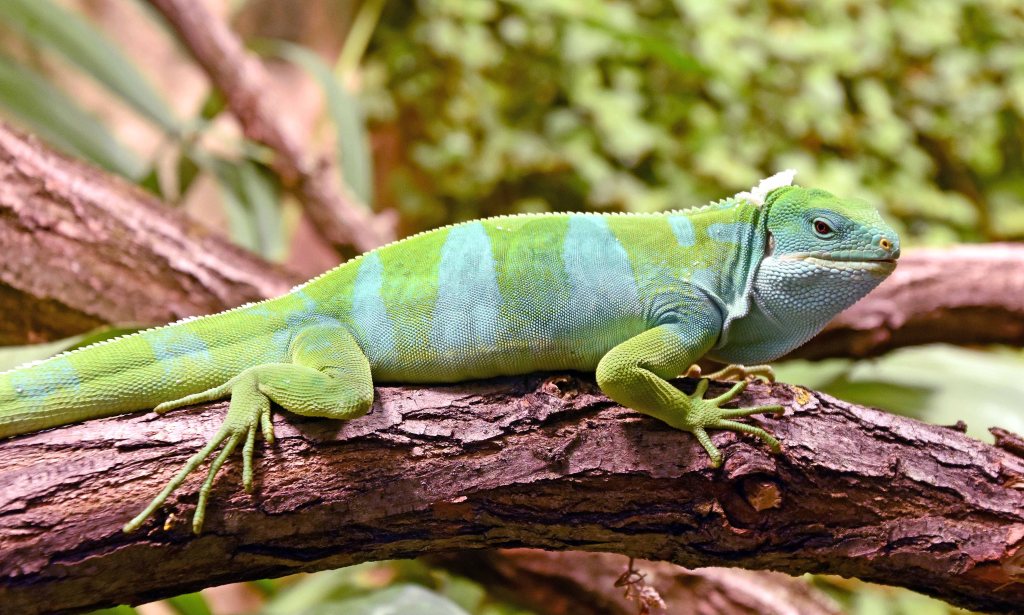 Fiji banded iguana (Brachylophus fasciatus) Berlin zoo