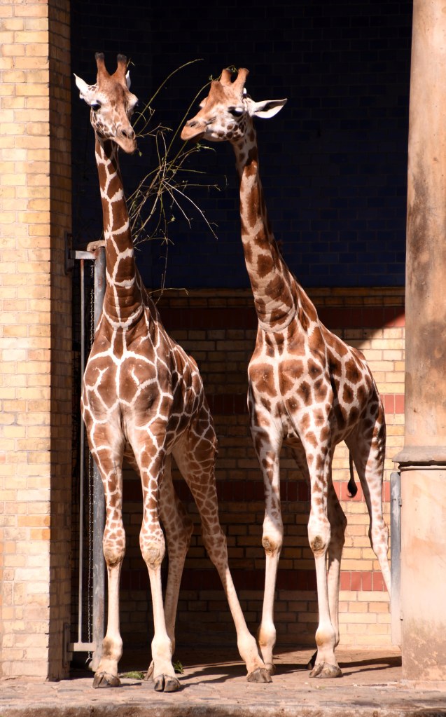 Giraffes (Giraffa camelopardalis) Berlin Zoo