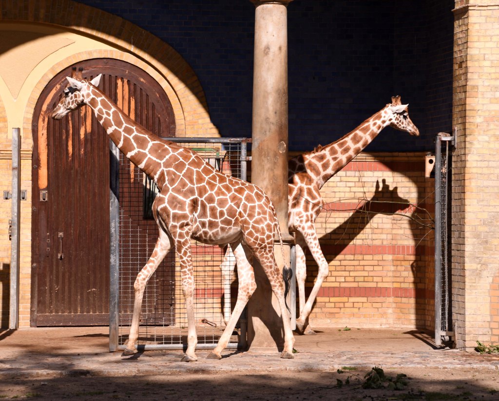 Giraffes (Giraffa camelopardalis) Berlin Zoo