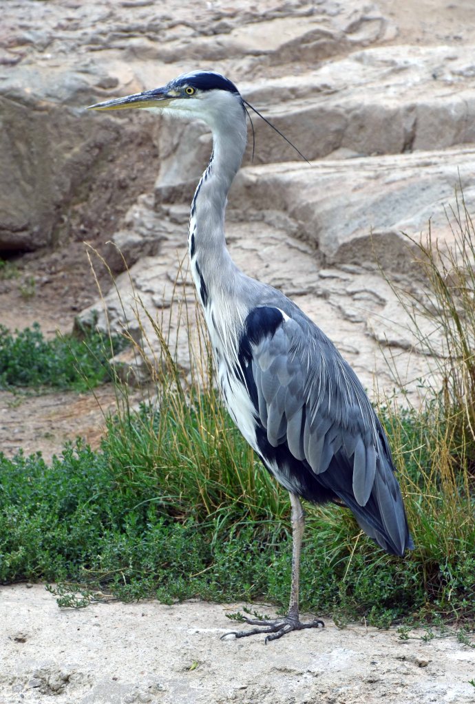 Grey heron (Ardea cinerea) at Berlin Zoo