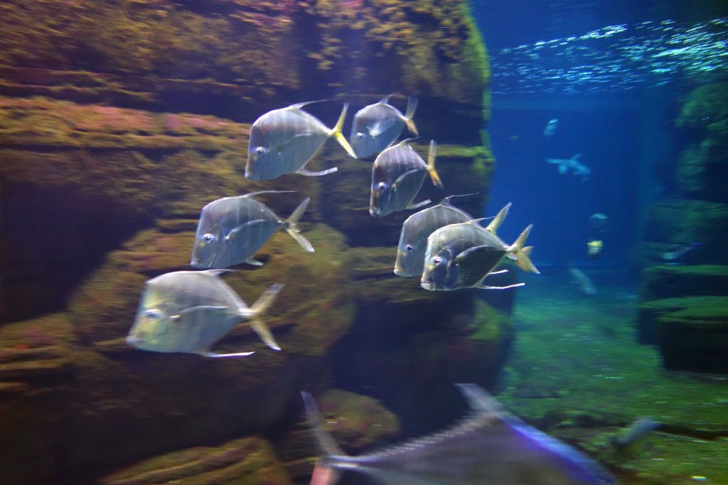 Indian threadfish (Alectis indica) in large tank