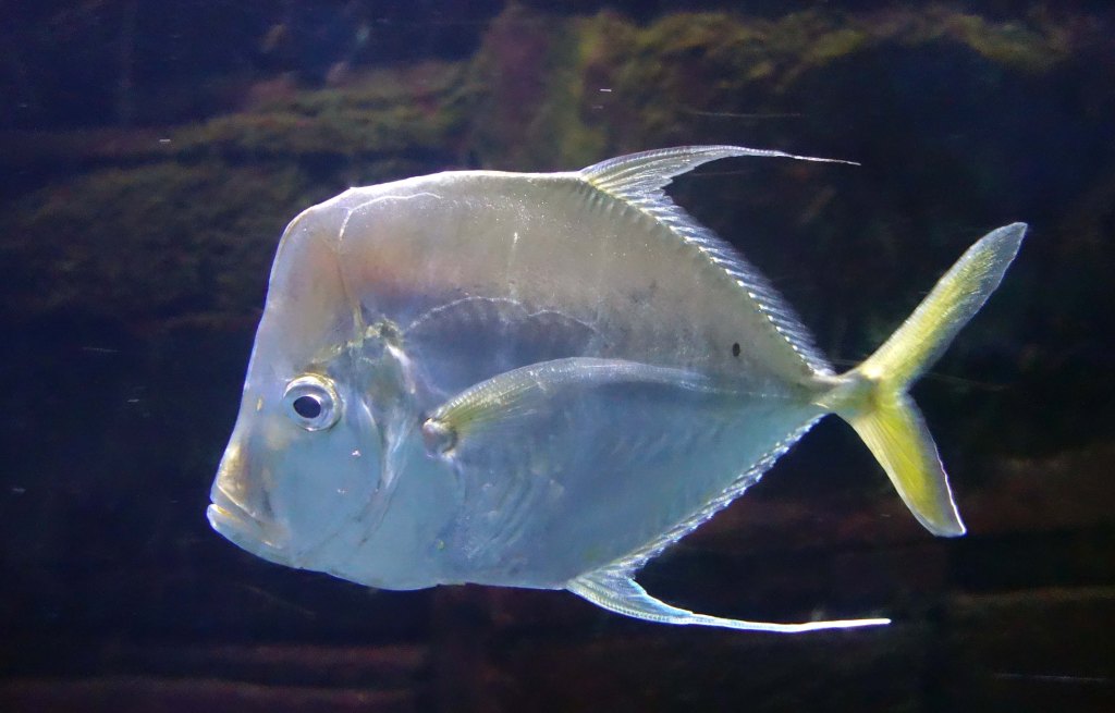 Indian threadfish (Alectis indica) Berlin Zoo