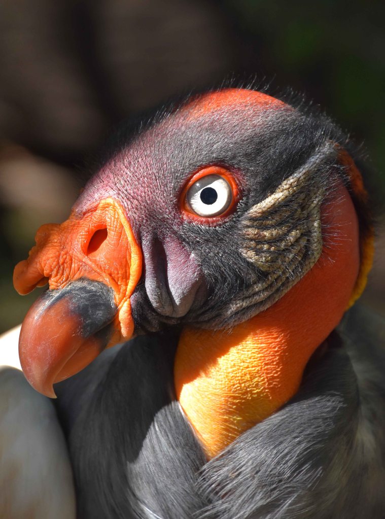 King vulture (Sarcoramphus papa) Berlin Zoo
