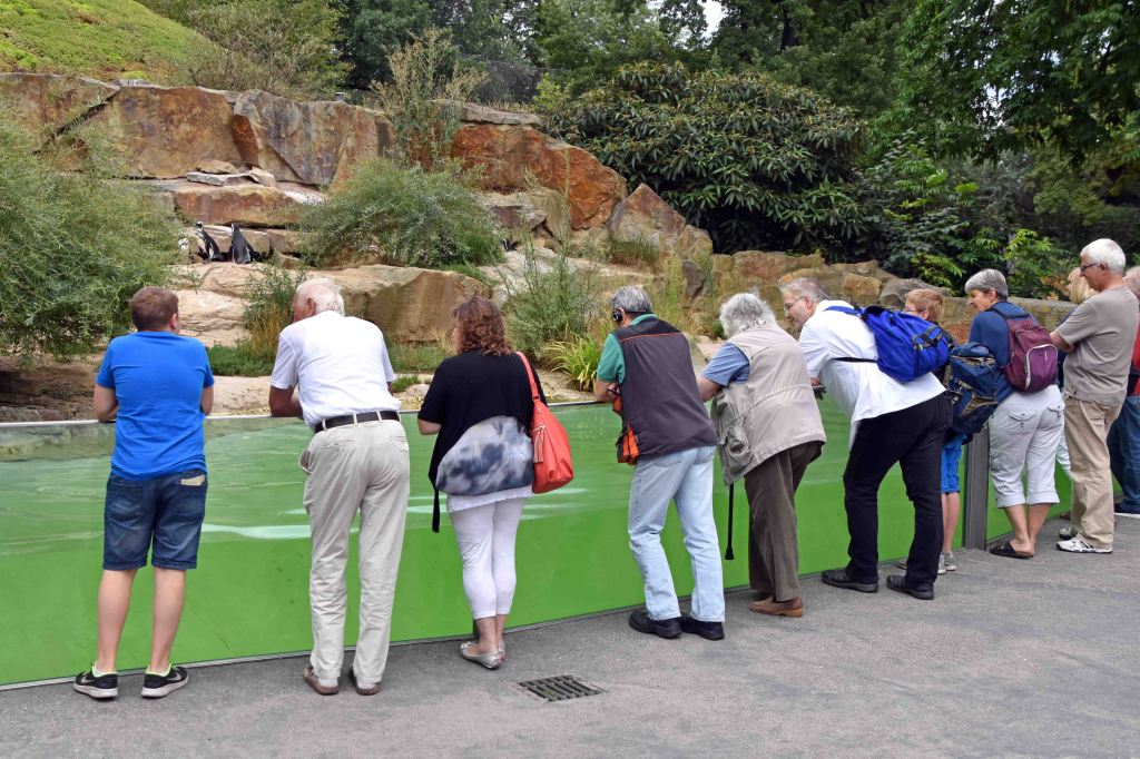 People watching penguins at Berlin Zoo