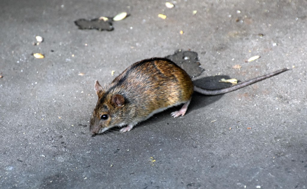 Striped field mouse (Apodemus agrarius)