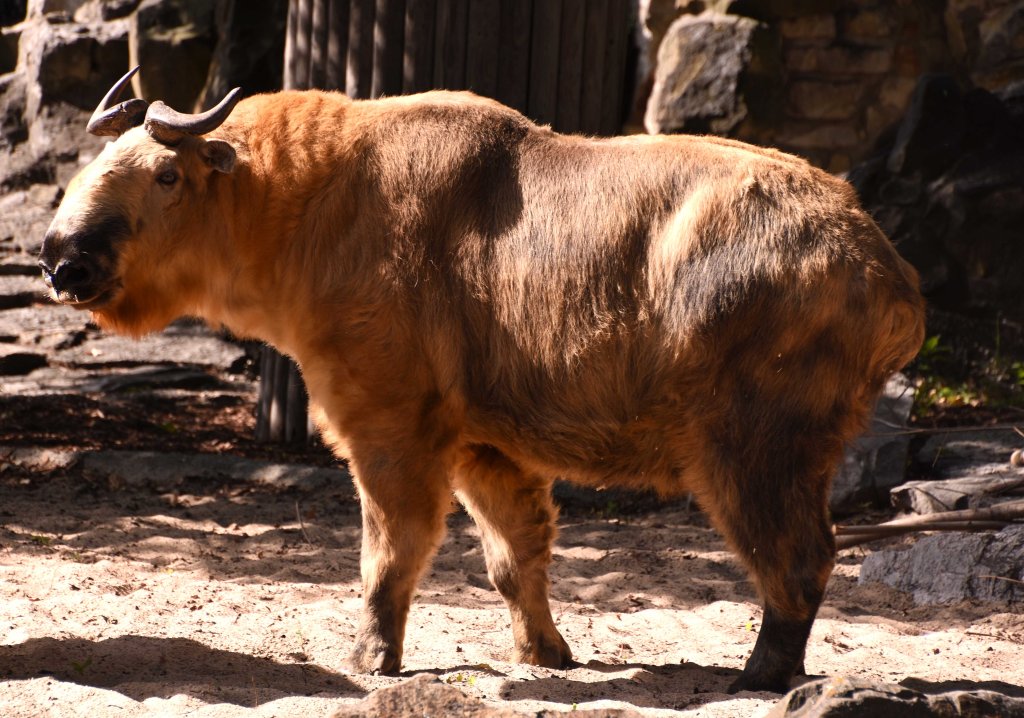 Tibetan or Sichuan takin (Budorcas taxicolor tibetana) male - protected but still threatened by poaching