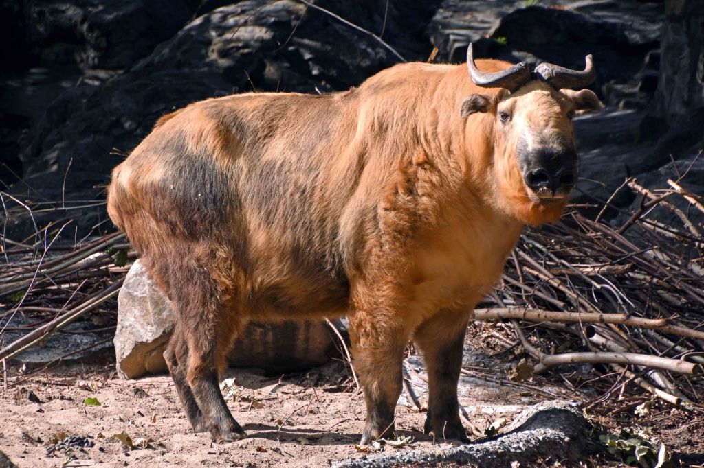 Tibetan takin (Budorcas taxicolor tibetana)