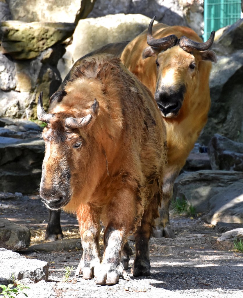 Tibetan takins (Budorcas taxicolor tibetana) male following the female