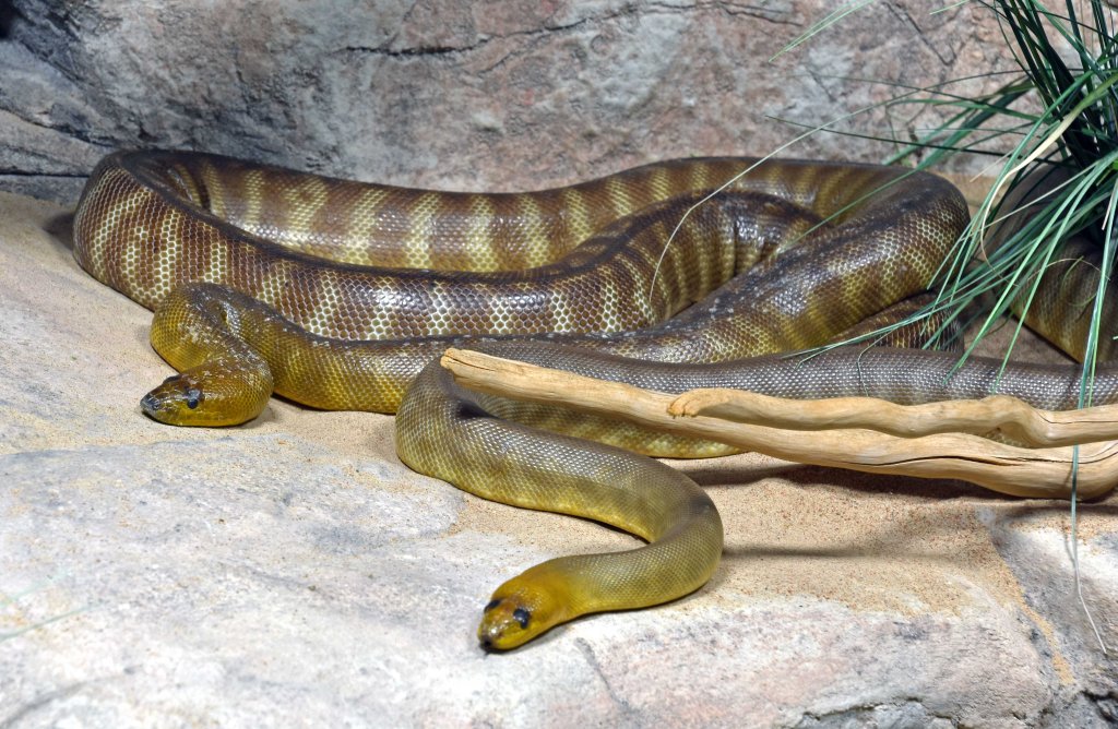 Woma pythons (Aspidites ramsayi)