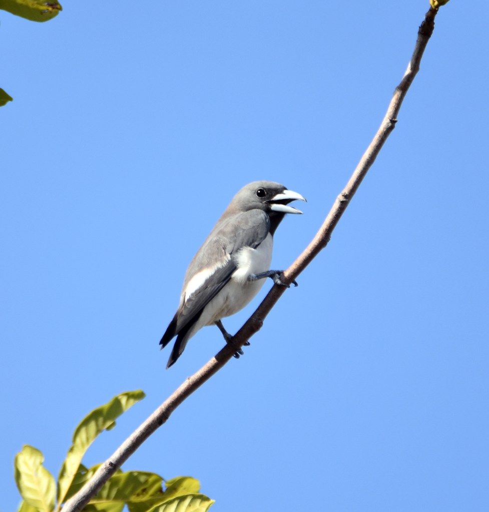 White-breasted woodswallow (Artamus leucorynchus)