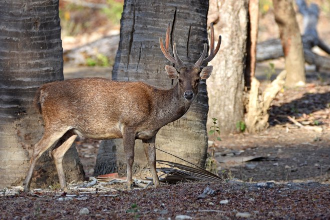 Timor deer on Rinca Island