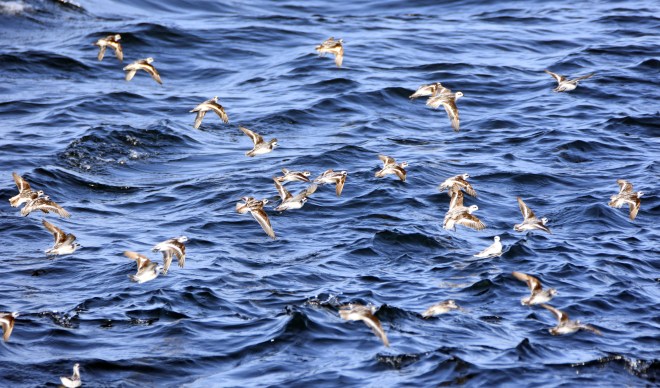 Red-necked phalaropes (Phalaropus lobatus) 