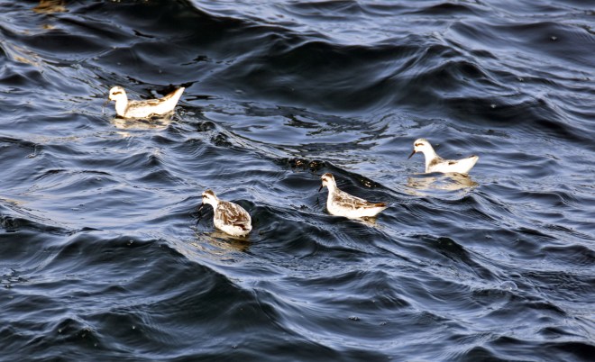 Red-necked phalaropes (Phalaropus lobatus) feeding 