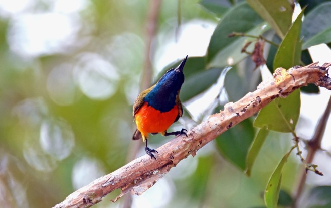 155 Flame-breasted sunbird (Cinnyris solaris) 