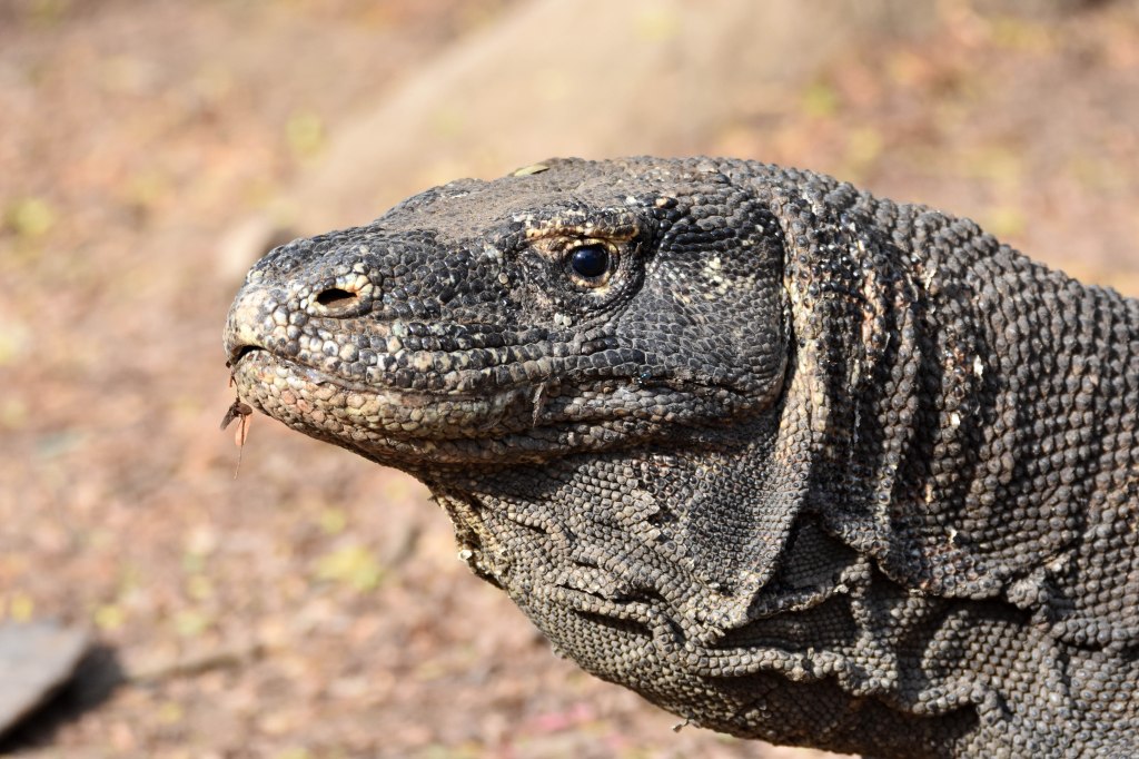 Komodo dragon (Varanus komodoensis) on Komodo