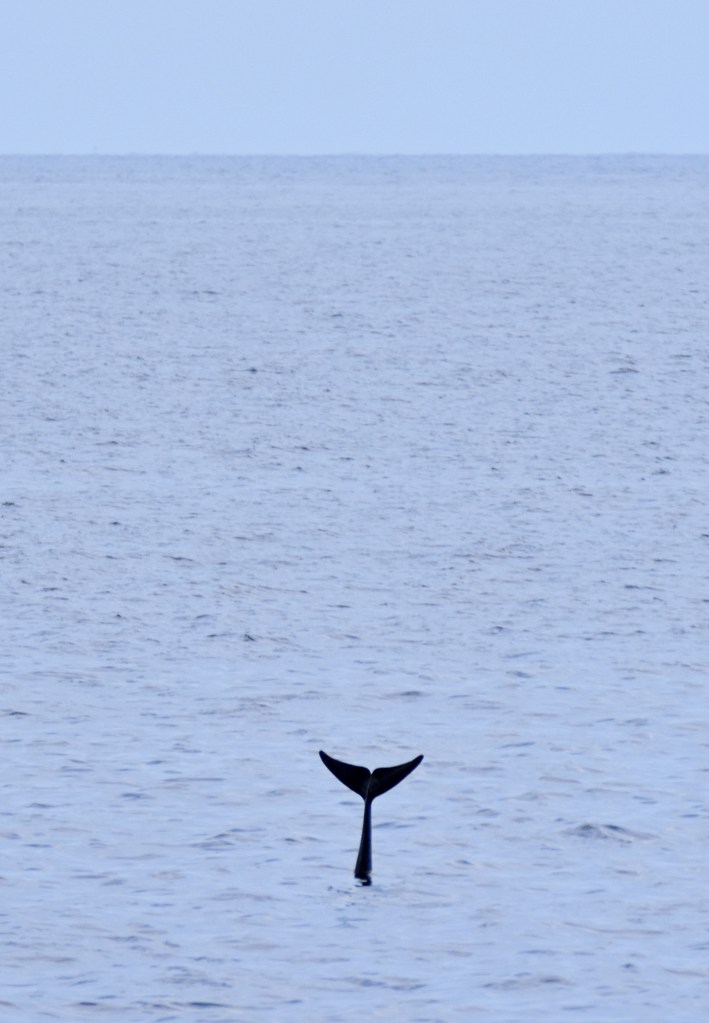 Risso's dolphin (Grampus griseus) tail waving
