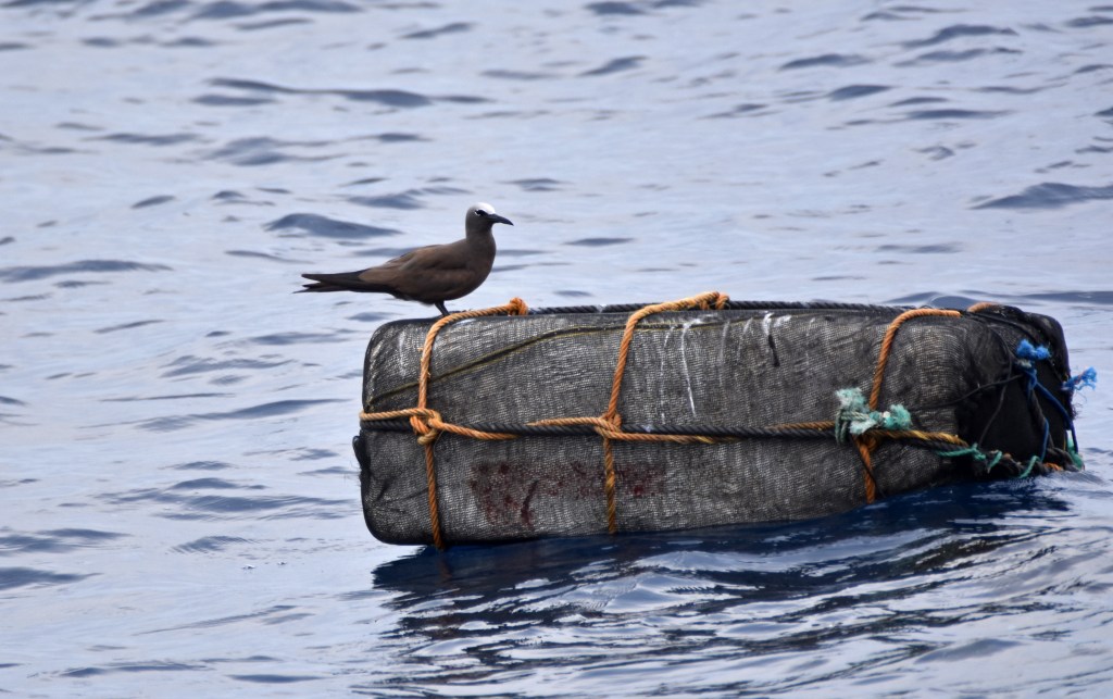 Brown noody (Anous stolidus)
