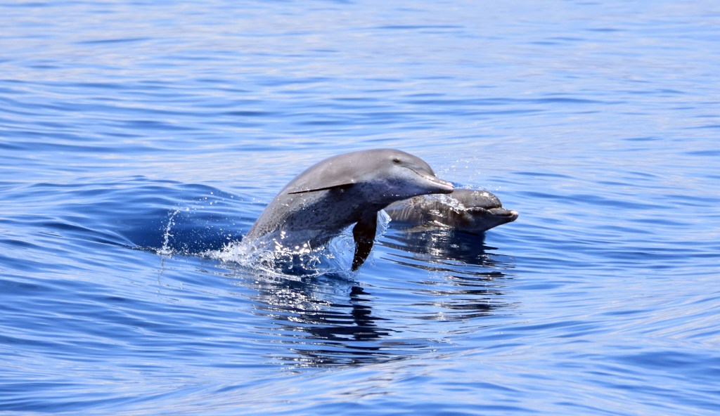 Indo-Pacific bottlenose dolphin (Tursiops aduncus)