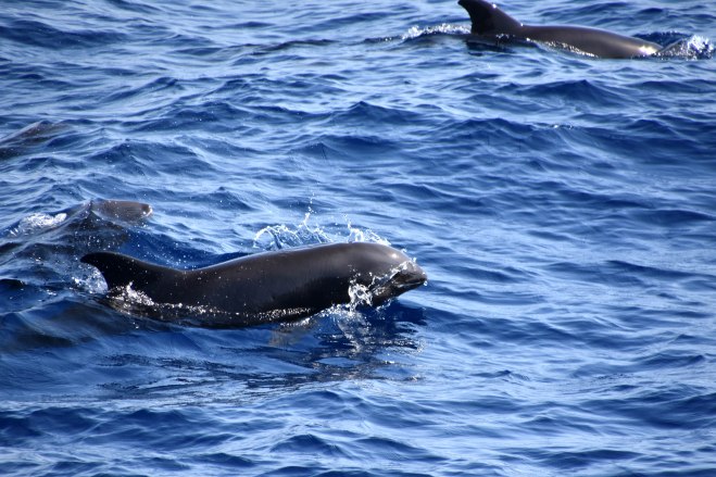 Melon-headed whales (Peponocephala electra) 