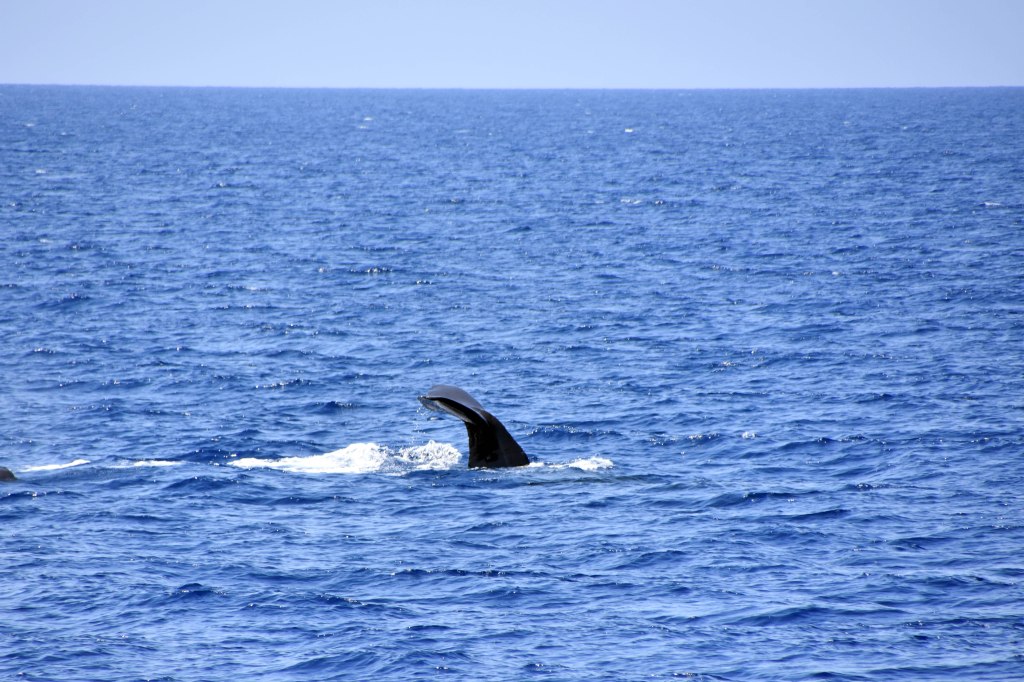 Sperm whale (sperm whale (Physeter macrocephalus) diving