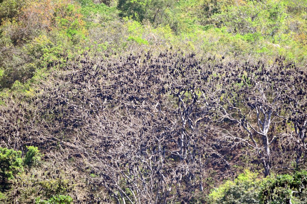 Colony of fruit bats roosting on Satonda Island, Indonesia