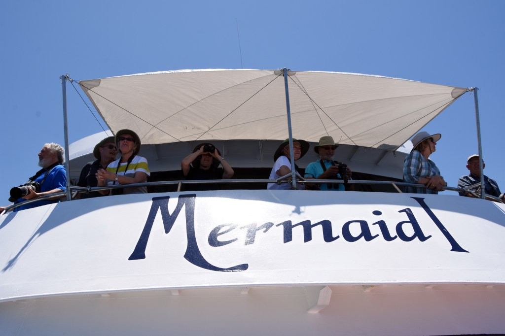 On the lookout for birds and dolphins in front of the bridge of Mermaid I