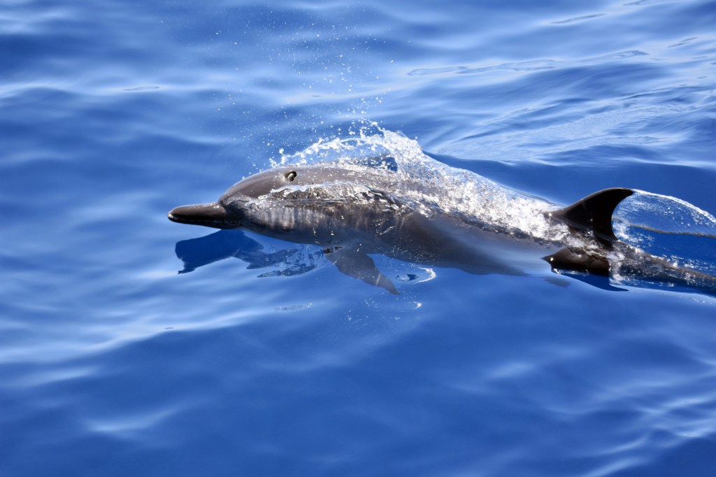 Pantropical spotted dolphin (Stenella attenuata)