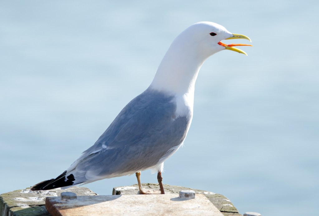 Katie the kittiwake – a story for children (of all&nbsp;ages!)