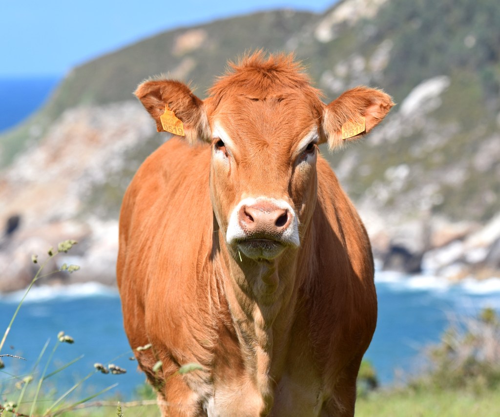 The blonde cows of&nbsp;Galicia