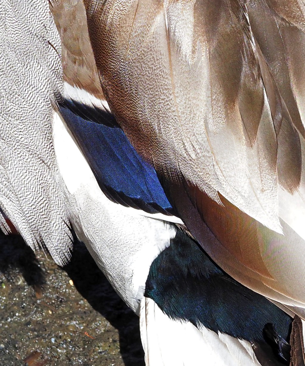 Why do ducks have blue wing&nbsp;flashes?