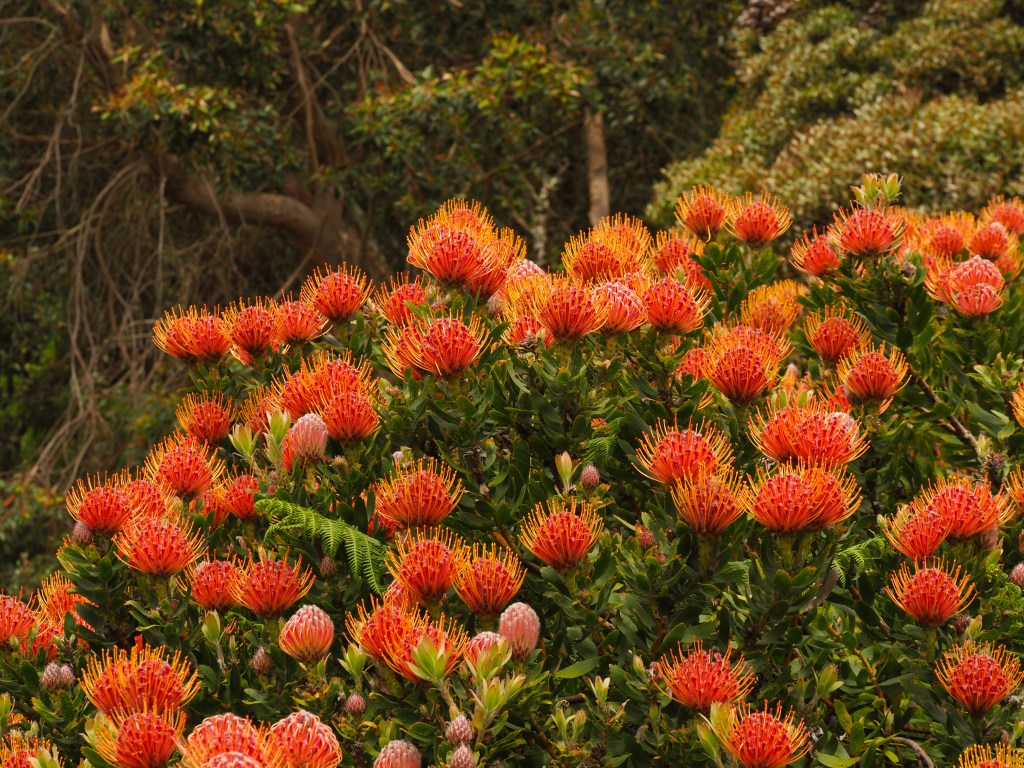 Tresco Abbey gardens