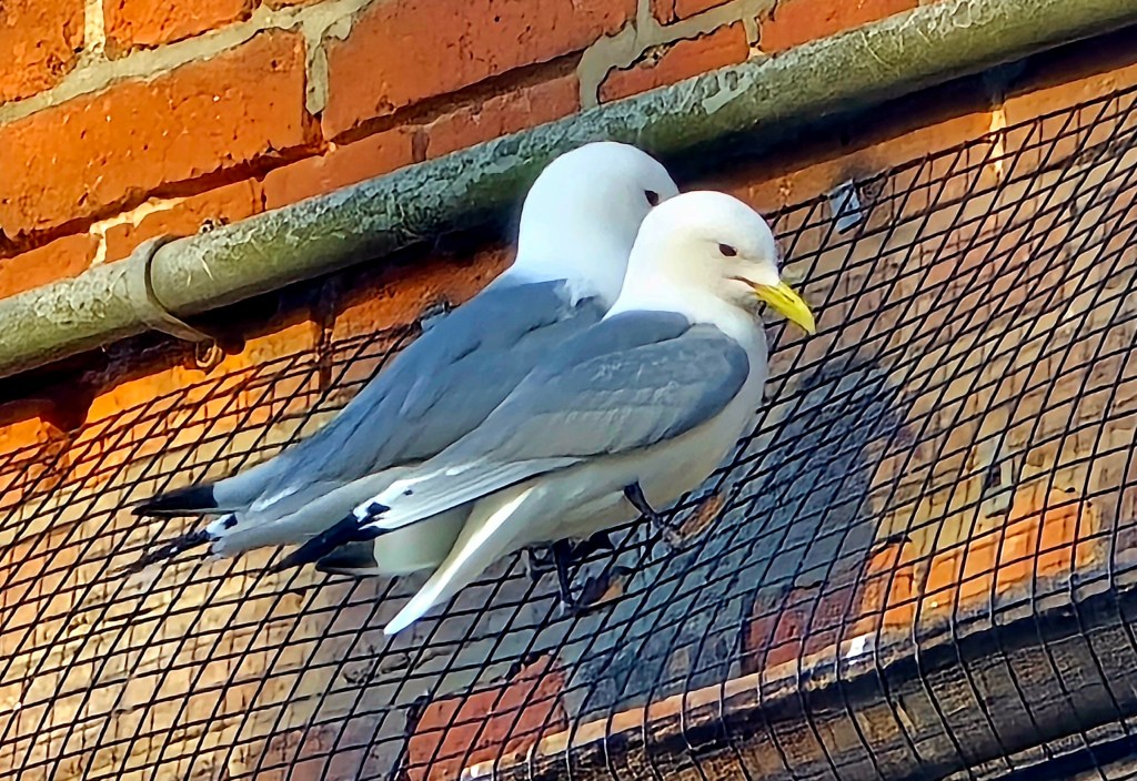 Kittiwakes with nowhere to&nbsp;go!
